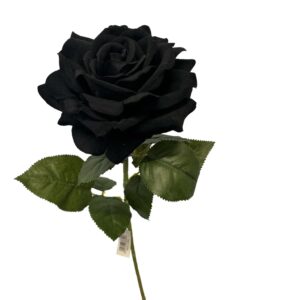 rosa nera in velluto