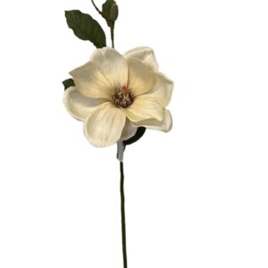 magnolia finta